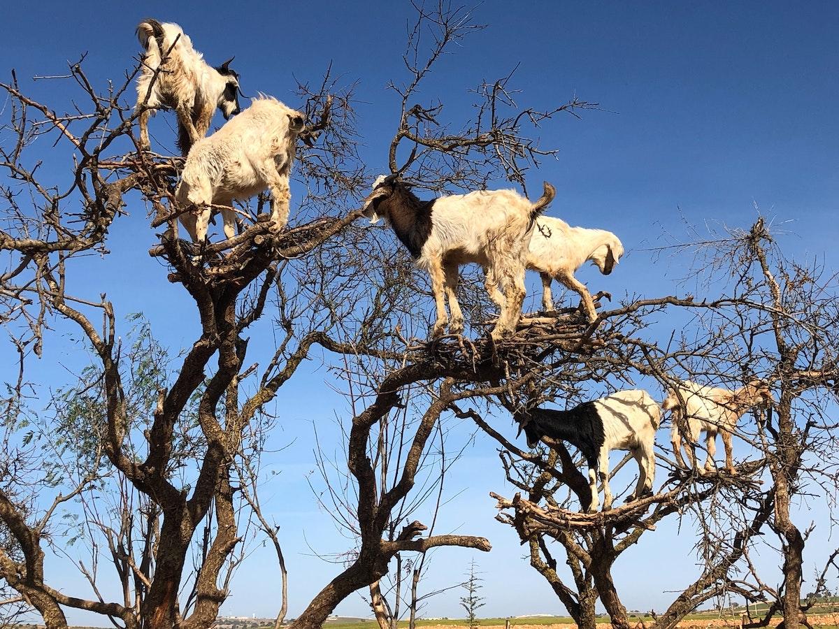 Morocco goats